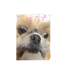 シーズーのルルちゃん（個別スタンプ：29）