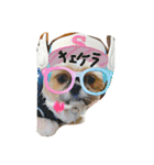 シーズーのルルちゃん（個別スタンプ：35）