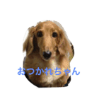 はっぴー♡わんこ（個別スタンプ：5）