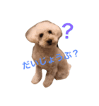 トイプー☆モモ（個別スタンプ：1）
