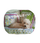 トイプー☆モモ（個別スタンプ：4）