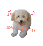 トイプー☆モモ（個別スタンプ：6）