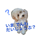 トイプー☆モモ（個別スタンプ：8）
