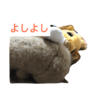 はらぺこタヌタヌ2（個別スタンプ：6）
