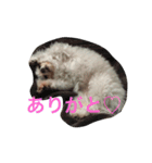 bico（個別スタンプ：5）