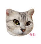 我が家の猫ズ（個別スタンプ：1）