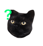 我が家の猫ズ（個別スタンプ：2）