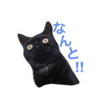 我が家の猫ズ（個別スタンプ：3）