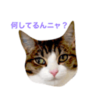 我が家の猫ズ（個別スタンプ：4）