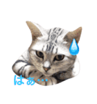 我が家の猫ズ（個別スタンプ：5）