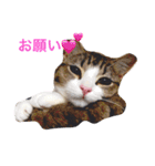 我が家の猫ズ（個別スタンプ：6）