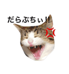 我が家の猫ズ（個別スタンプ：7）