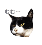 我が家の猫ズ（個別スタンプ：8）