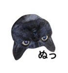 我が家の猫ズ（個別スタンプ：9）
