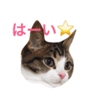 我が家の猫ズ（個別スタンプ：10）