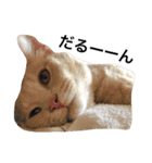 我が家の猫ズ（個別スタンプ：11）