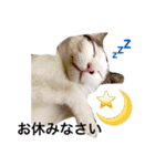 我が家の猫ズ（個別スタンプ：12）