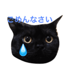我が家の猫ズ（個別スタンプ：13）
