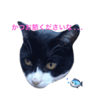 我が家の猫ズ（個別スタンプ：14）