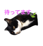 我が家の猫ズ（個別スタンプ：15）