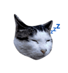 我が家の猫ズ（個別スタンプ：16）