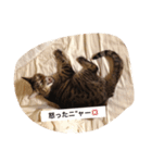 猫のニーシカ（個別スタンプ：4）