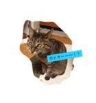 猫のニーシカ（個別スタンプ：6）