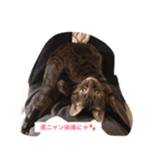 猫のニーシカ（個別スタンプ：8）