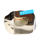 オカメのクーちゃん（個別スタンプ：2）