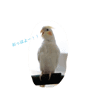 オカメのクーちゃん（個別スタンプ：4）