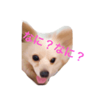 マロンくん♡（個別スタンプ：1）