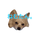 マロンくん♡（個別スタンプ：3）
