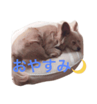 マロンくん♡（個別スタンプ：5）