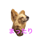 マロンくん♡（個別スタンプ：7）