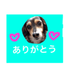 ミニチュアダックスフントのチェロちゃん（個別スタンプ：1）