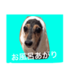 ミニチュアダックスフントのチェロちゃん（個別スタンプ：4）