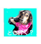 ミニチュアダックスフントのチェロちゃん（個別スタンプ：5）