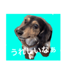 ミニチュアダックスフントのチェロちゃん（個別スタンプ：6）