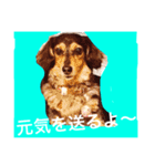 ミニチュアダックスフントのチェロちゃん（個別スタンプ：7）