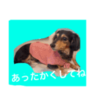 ミニチュアダックスフントのチェロちゃん（個別スタンプ：8）
