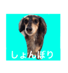 ミニチュアダックスフントのチェロちゃん（個別スタンプ：9）