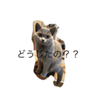 毎日使える猫スタンプ（個別スタンプ：1）
