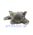 毎日使える猫スタンプ（個別スタンプ：3）