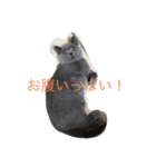 毎日使える猫スタンプ（個別スタンプ：4）