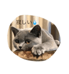 毎日使える猫スタンプ（個別スタンプ：7）