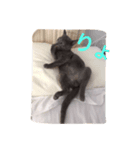 ミルク(みぃ)（個別スタンプ：1）