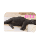 ミルク(みぃ)（個別スタンプ：4）