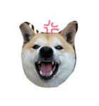 sakupiyokun（個別スタンプ：4）