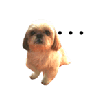 ウチのキュートな犬（個別スタンプ：2）