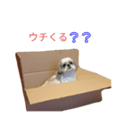 ウチのキュートな犬（個別スタンプ：8）